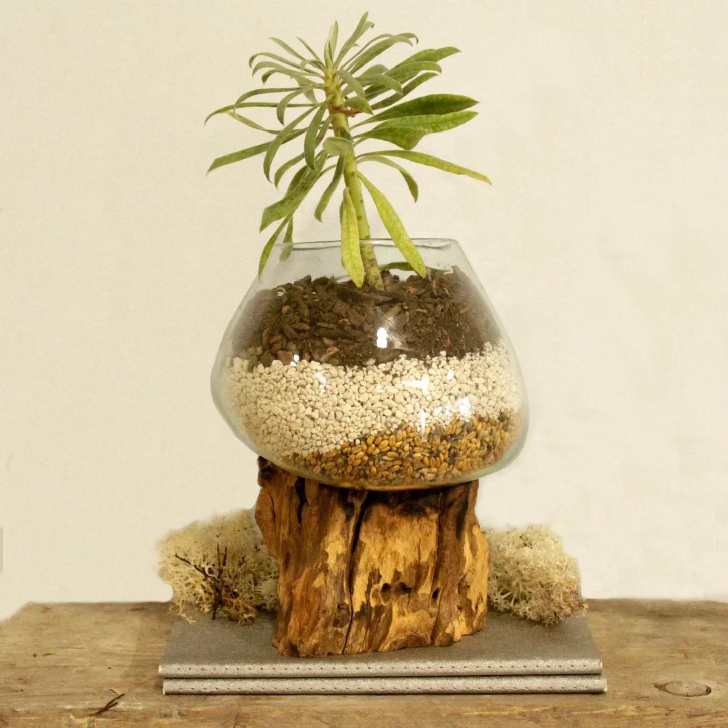 Indoor decorative plant in glass terrarium with layered soil on rustic wood base
